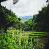 Plantation
I drove past this plantation yesterday, everything is so green!