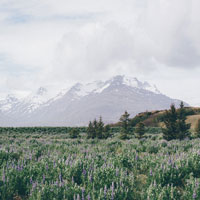 I walked through this meadow of bluebells and got a good view of the snow on the mountain before the fog came in.