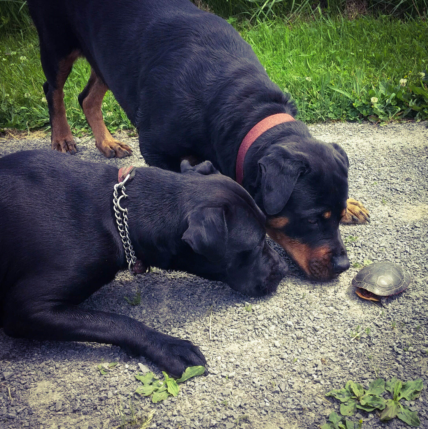 Image of two dogs sniffing a turtle